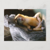 Carte Postale Bébé singe (Devant)