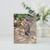 Carte Postale Bébé singe (Debout devant)