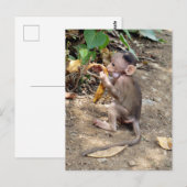Carte Postale Bébé singe (Devant / Derrière)