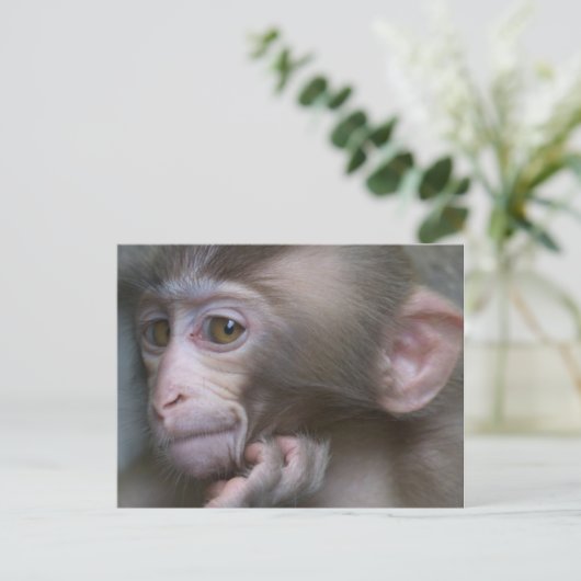 Carte Postale Bébé singe (Debout devant)