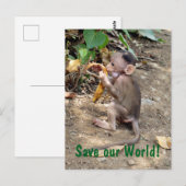 Carte Postale Bébé singe (Devant / Derrière)