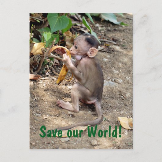 Carte Postale Bébé singe (Devant)