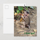 Carte Postale Bébé singe (Devant / Derrière)