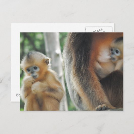 Carte Postale Bébé Singe avec mère (Devant / Derrière)