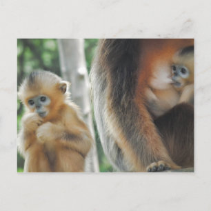 Carte Postale Bébé Singe avec mère