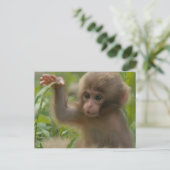 Carte postale - Bébé singe des neiges (Debout devant)