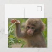 Carte postale - Bébé singe des neiges (Devant / Derrière)