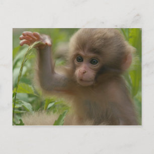 Carte postale - Bébé singe des neiges