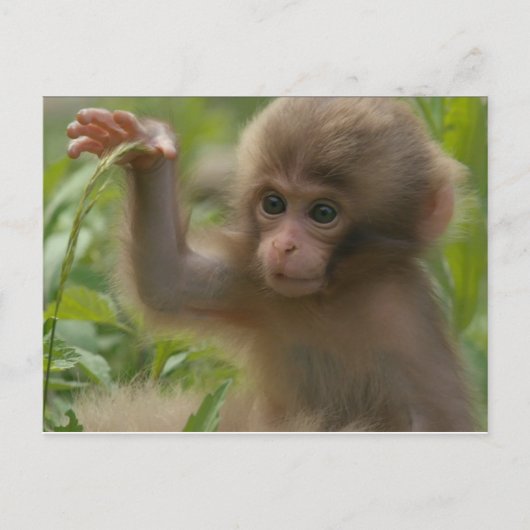Carte postale - Bébé singe des neiges (Devant)