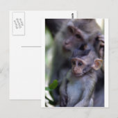 Carte Postale Bébé singe macaque mignon (Devant / Derrière)