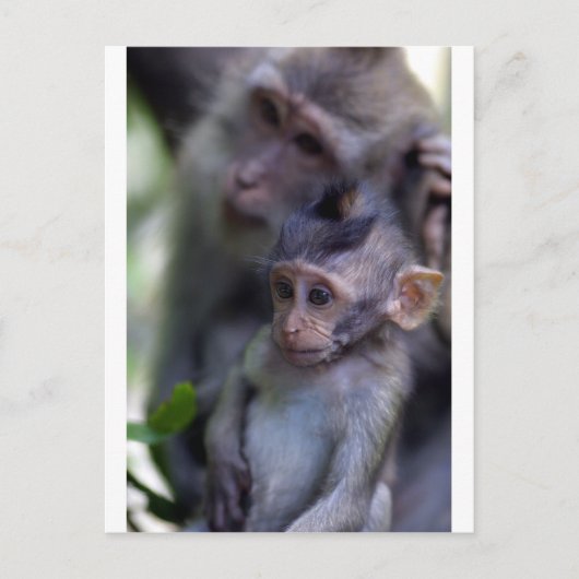 Carte Postale Bébé singe macaque mignon (Devant)