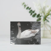 Carte postale Bébé Swan nage (Debout devant)