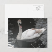 Carte postale Bébé Swan nage (Devant / Derrière)