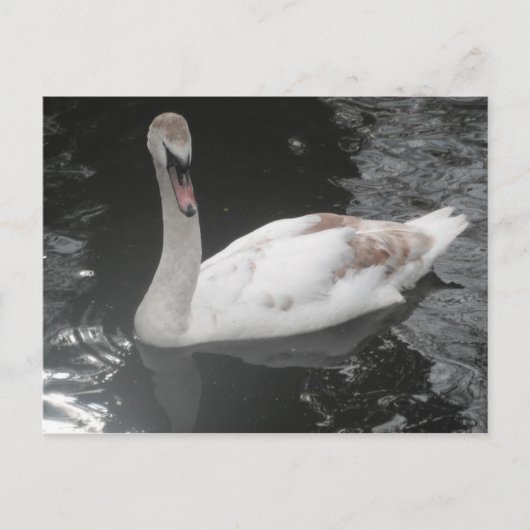 Carte postale Bébé Swan nage (Devant)