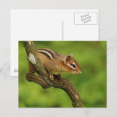 Carte Postale Bébé Tamia dans un Arbre (Devant / Derrière)