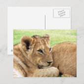 Carte postale bébé tigre (Devant / Derrière)