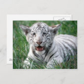 Carte Postale Bébé Tigre blanc (Devant / Derrière)