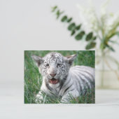 Carte Postale Bébé Tigre blanc (Debout devant)