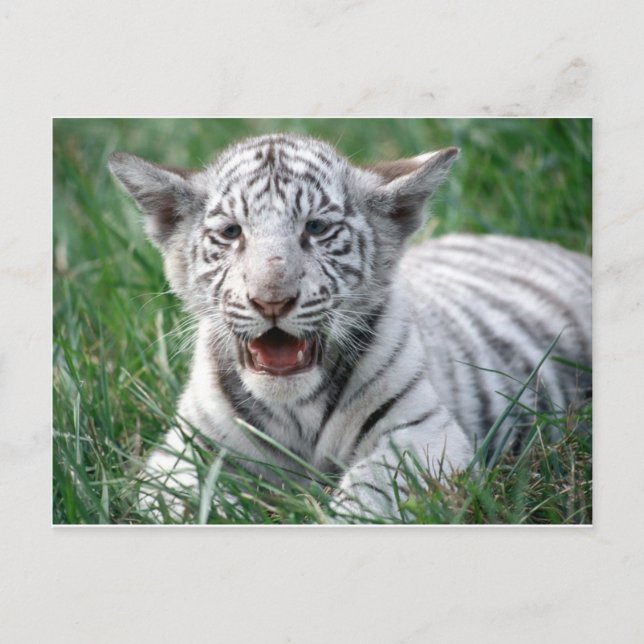 Carte Postale Bébé Tigre blanc (Devant)