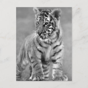 Carte Postale Bébé Tigre en noir et blanc