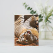 Carte Postale Bébé Tigre rouler sur son dos (Debout devant)