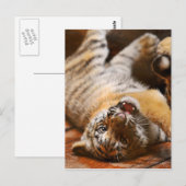 Carte Postale Bébé Tigre rouler sur son dos (Devant / Derrière)