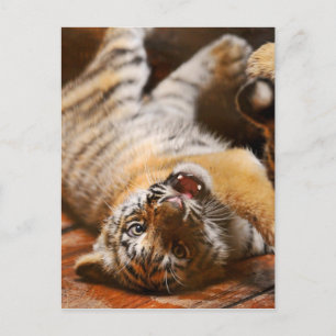 Carte Postale Bébé Tigre rouler sur son dos