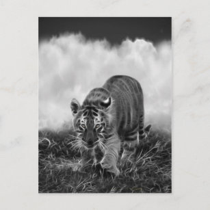 Carte Postale Bébé Tigres en noir et blanc