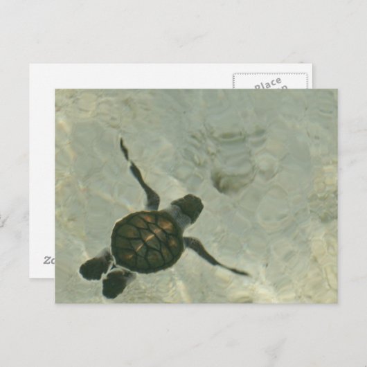 Carte Postale Bébé Tortue De Mer Se Baignant Dans La Mer (Devant / Derrière)