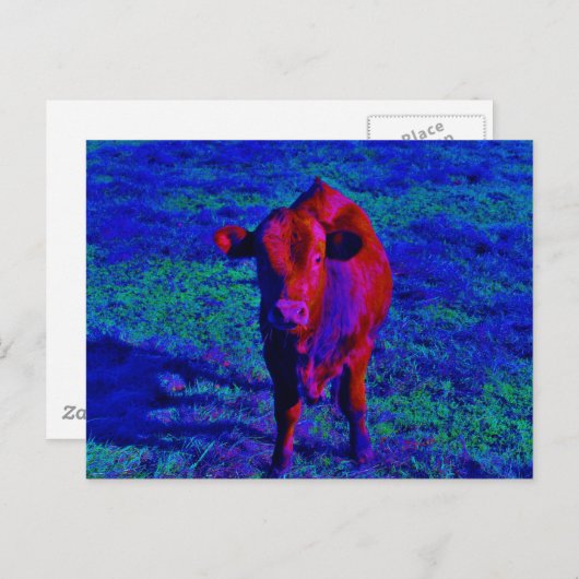 Carte Postale Bébé Vache Pelouse pourpre (Devant / Derrière)