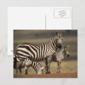 Carte Postale Bébé zèbre de Burchell avec sa mère (Devant / Derrière)