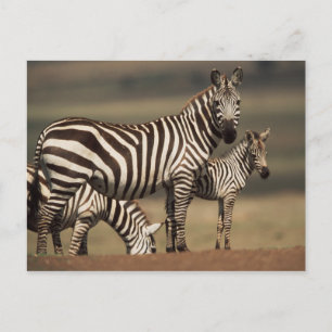 Carte Postale Bébé zèbre de Burchell avec sa mère