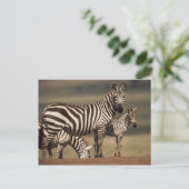 Carte Postale Bébé zèbre de Burchell avec sa mère (Debout devant)