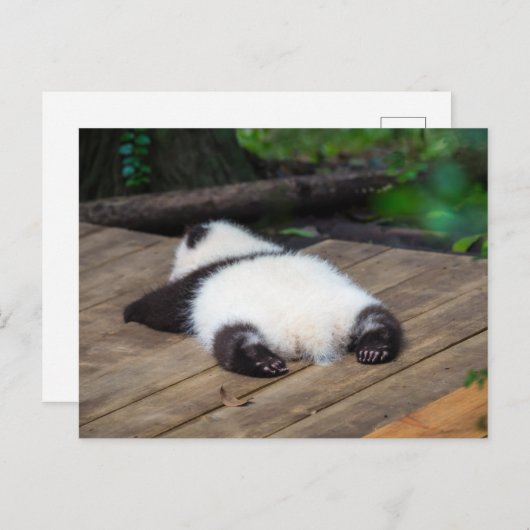 Carte Postale Bébés Animaux les Plus Mignons | Bébé Panda Géant (Devant / Derrière)