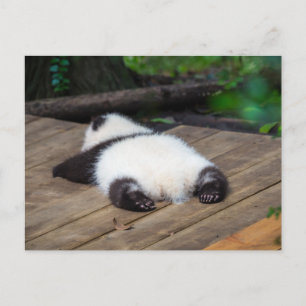 Carte Postale Bébés Animaux les Plus Mignons   Bébé Panda Géant 
