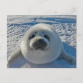 Carte Postale Bébés Animaux les Plus Mignons | Bébé Phoque (Devant)