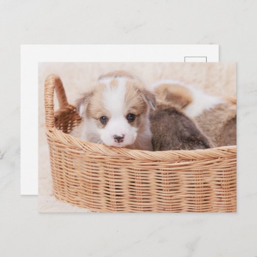 Carte Postale Bébés Animaux les Plus Mignons | Chiot Minuscule C (Devant / Derrière)