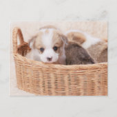 Carte Postale Bébés Animaux les Plus Mignons | Chiot Minuscule C (Devant)