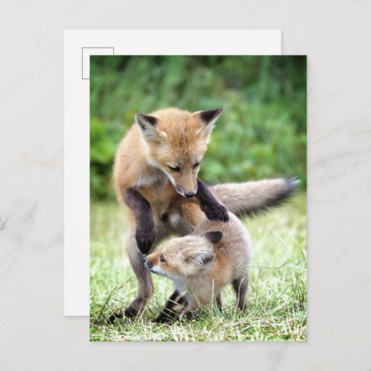 Carte Postale Bébés Animaux les Plus Mignons | Renardeau Adorabl (Devant / Derrière)