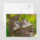 Carte Postale Bébés colibris (Devant / Derrière)