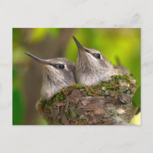 Carte Postale Bébés colibris