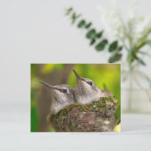 Carte Postale Bébés colibris (Debout devant)