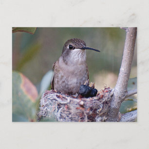 Carte Postale Bébés colibris 2