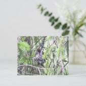 Carte Postale Bébés colibris dans un nid (Debout devant)