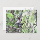 Carte Postale Bébés colibris dans un nid (Devant / Derrière)
