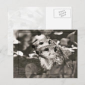 Carte Postale Bébés de marmotte (Devant / Derrière)