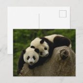 Carte Postale Bébés de panda géant Ailuropoda melanoleuca) (Devant / Derrière)