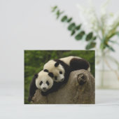 Carte Postale Bébés de panda géant Ailuropoda melanoleuca) (Debout devant)