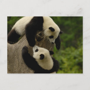 Carte Postale Bébés de panda géants (Ailuropoda melanoleuca) 5