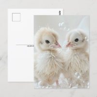Bébés de paon blanc, Post-croisement